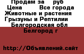 Продам за 50 руб. › Цена ­ 50 - Все города Животные и растения » Грызуны и Рептилии   . Белгородская обл.,Белгород г.